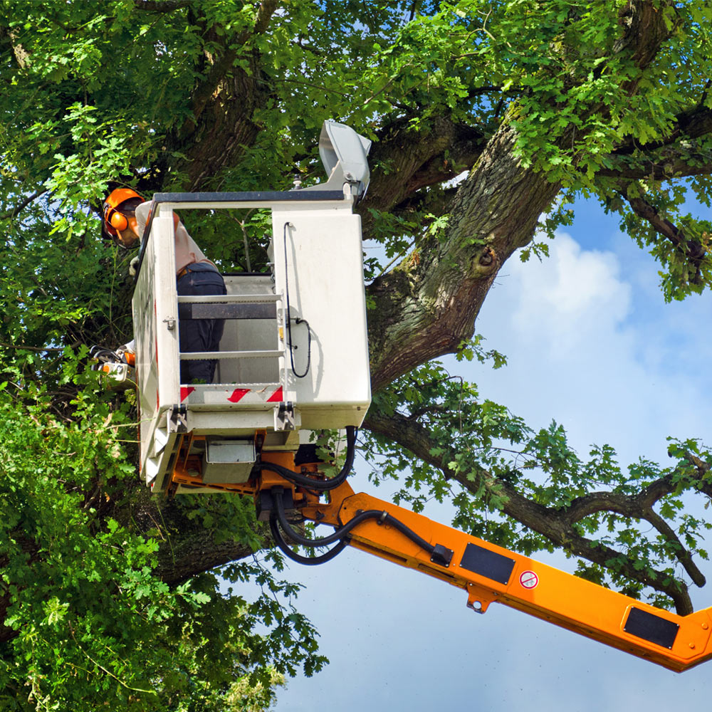 tree trimming services