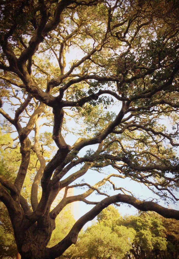 Tree Care Services in St. Louis Omni Tree Service