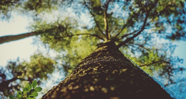 Tree Value, Residential Tree Service St. Louis, Trimming