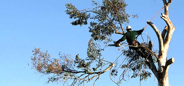 tree care and tree removal in st louis BUCKET