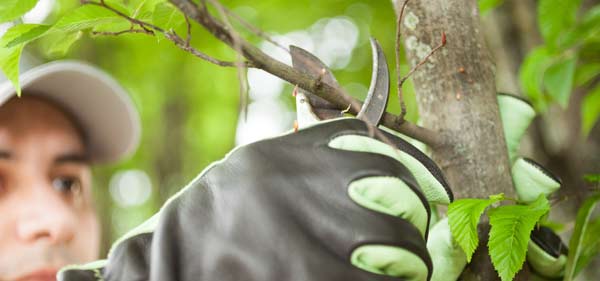 tree trimming and pruning st louis mo BUCKET