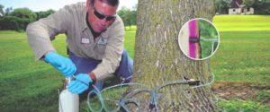 omni tree care service st louis int header tree injections plant health