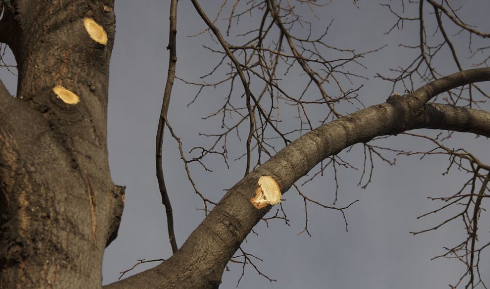 tree trimming