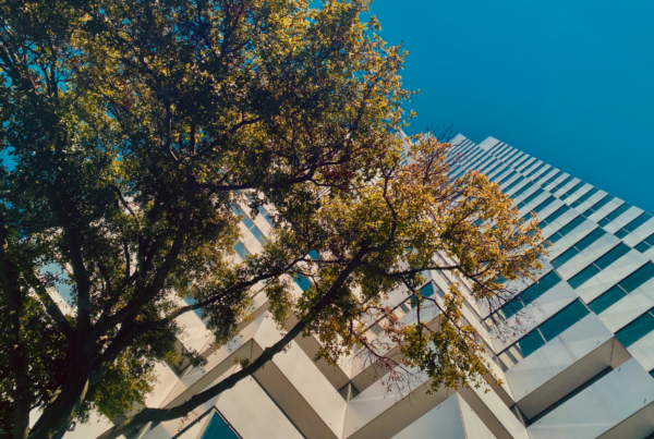 looking up at tree and high rise, tree care commercial properties